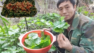 山野菜刺嫩芽你们吃过吗 大叔采回来这样炒真美味 出锅流口水了 哔哩哔哩 つロ干杯 Bilibili