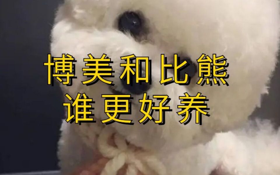 博美和比熊它们俩谁更好养哔哩哔哩bilibili