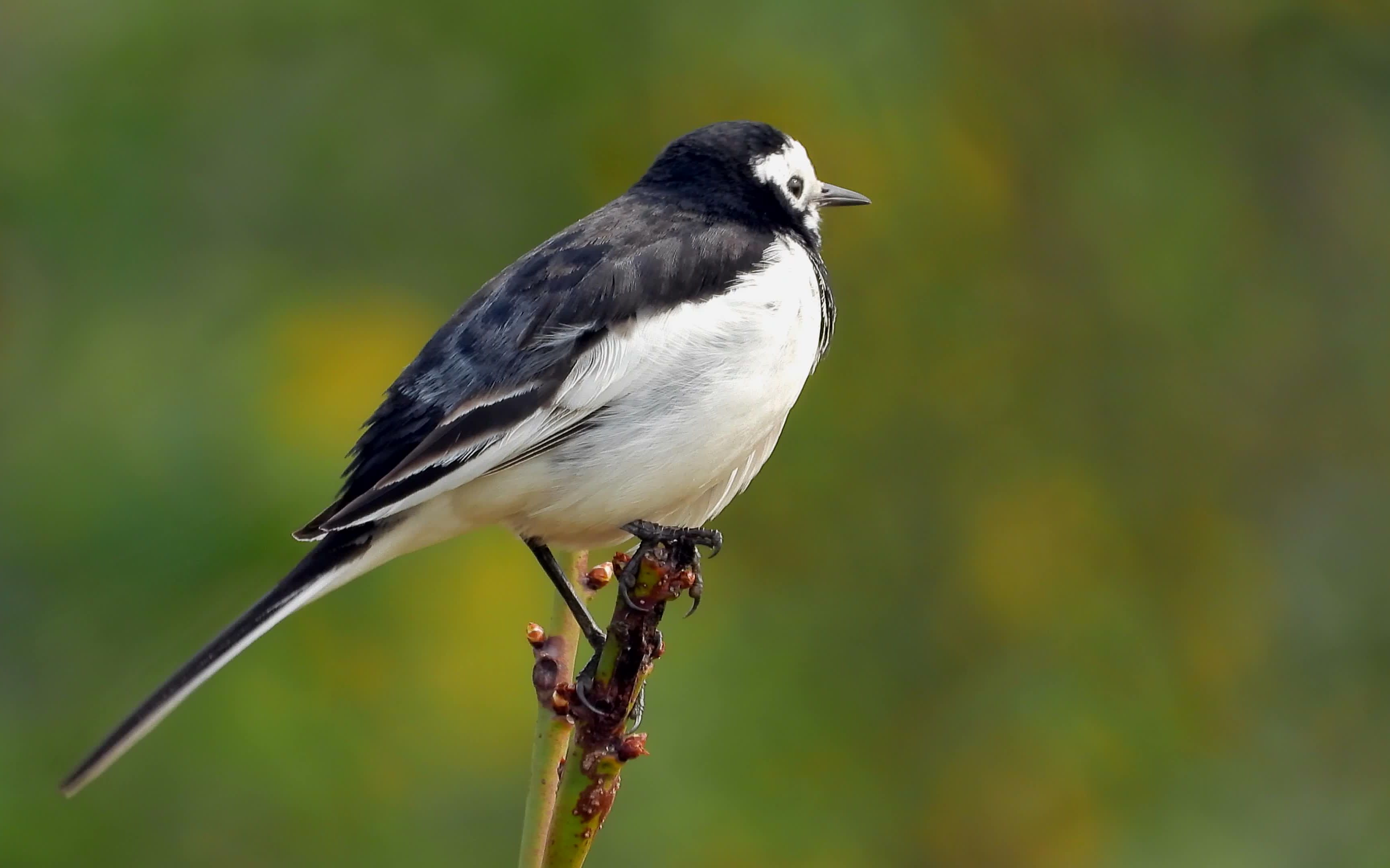 梅花枝上的白鹡鸰,白鹡鸰叫声
