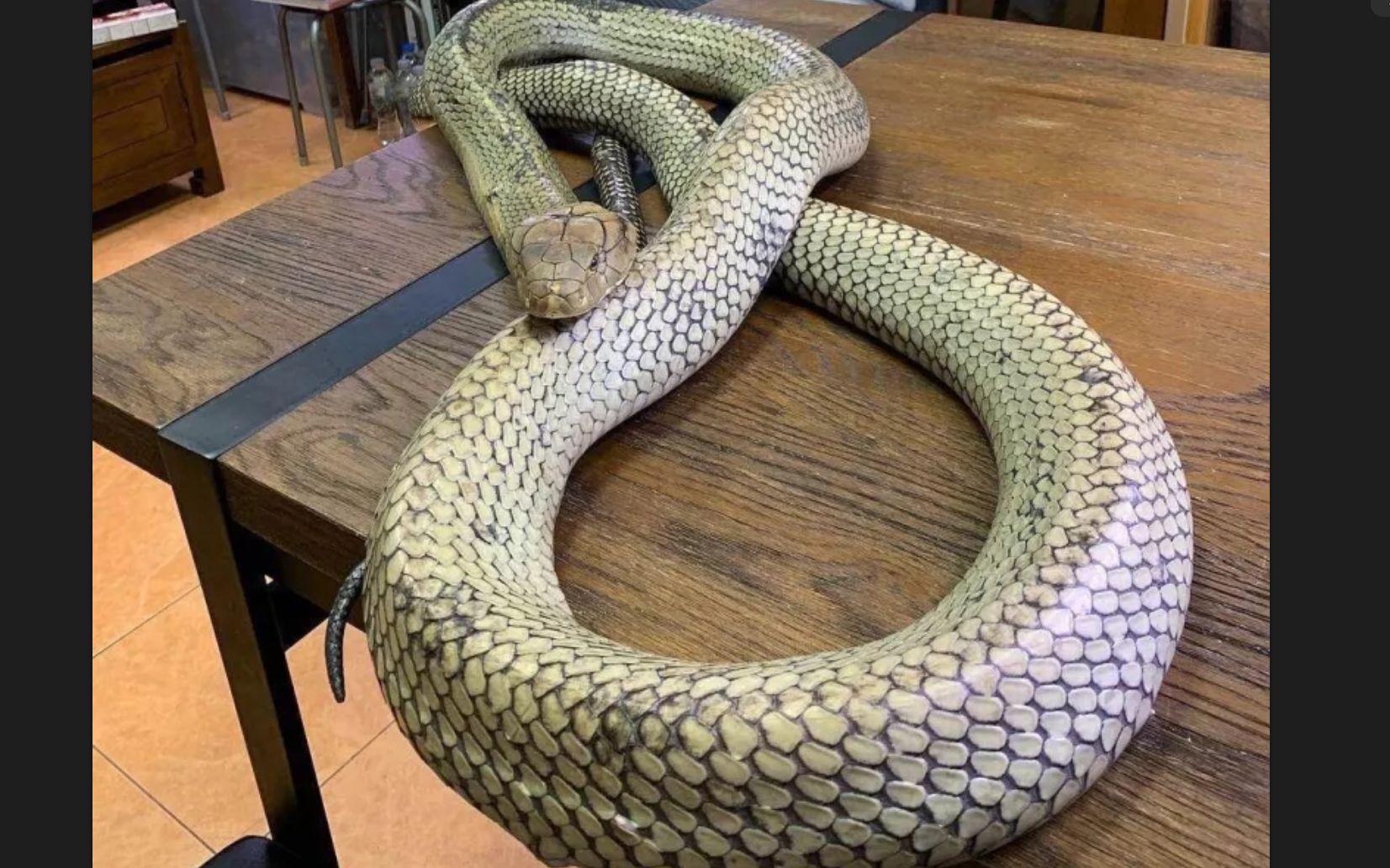 全世界最蠢萌的眼镜王蛇,乖巧又听话