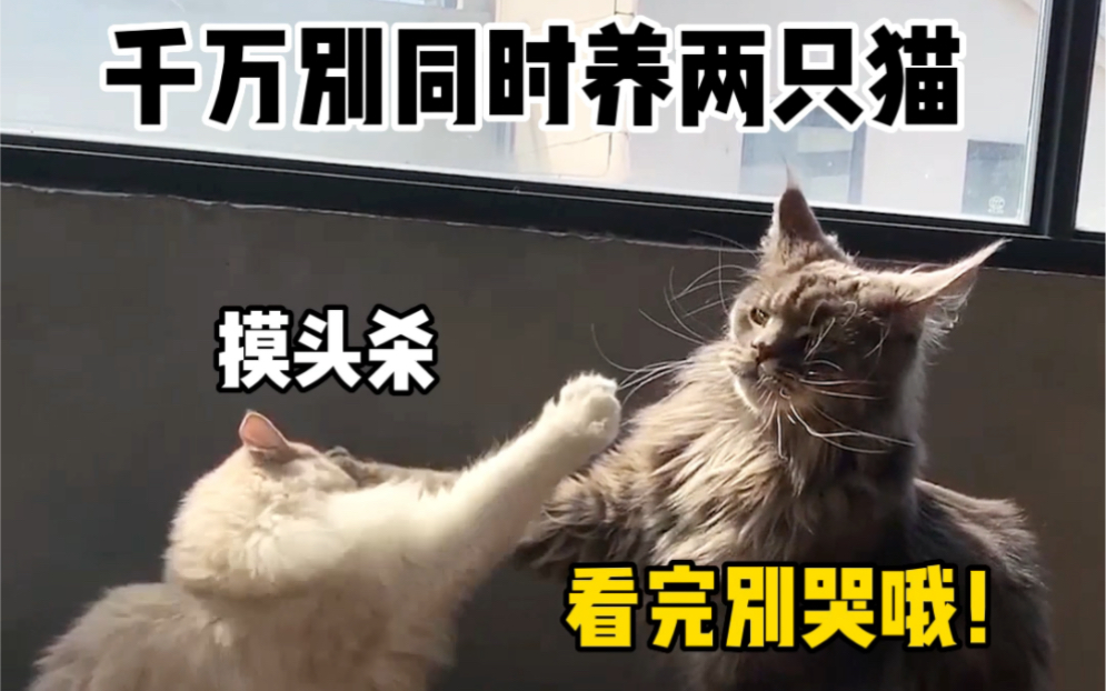 [图]千万别养两只猫～真的会被虐哭！