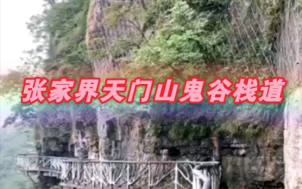 全程游览张家界天门山鬼谷栈道哔哩哔哩bilibili