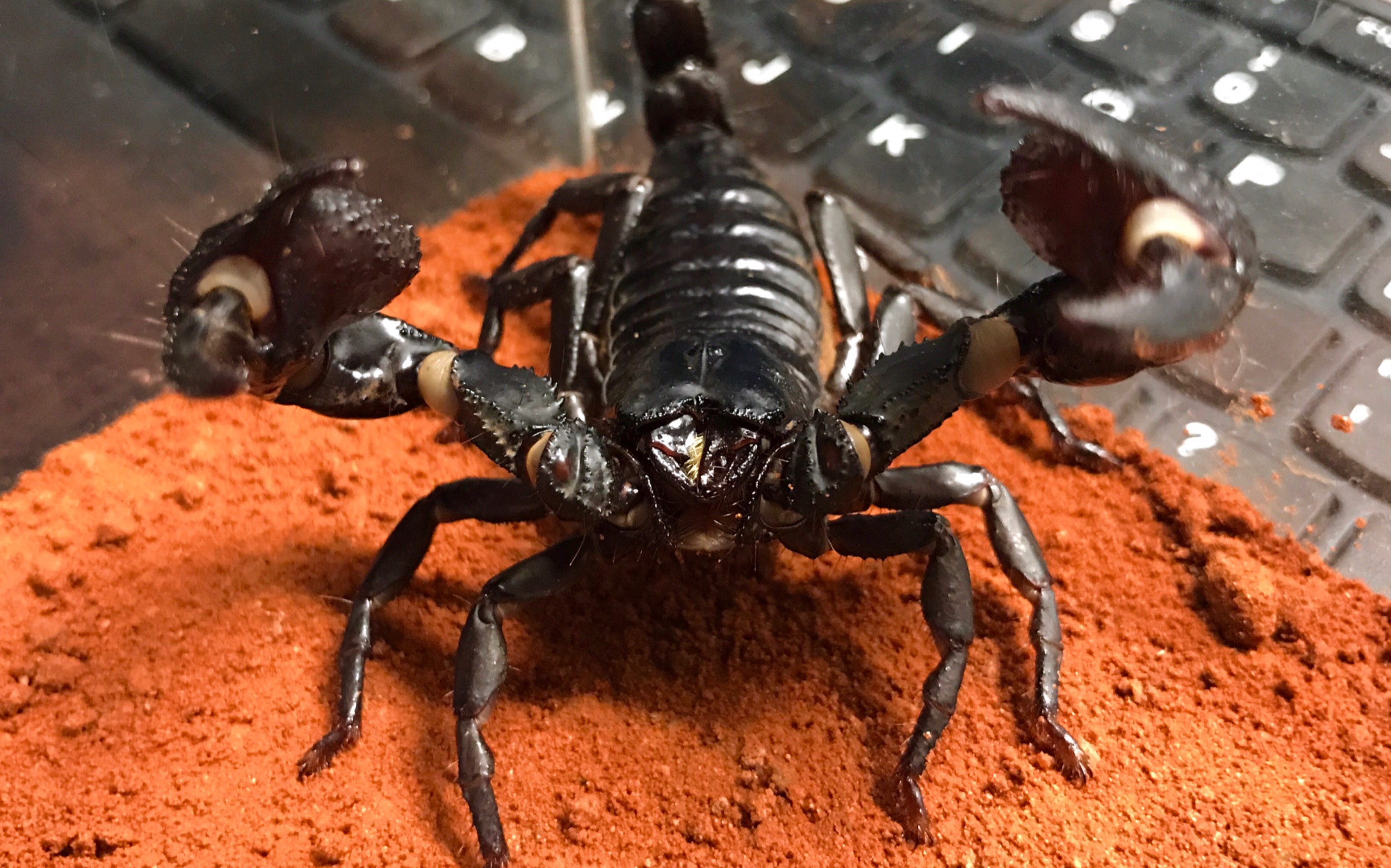 【彼得异蝎】挑逗憨批翻车了.