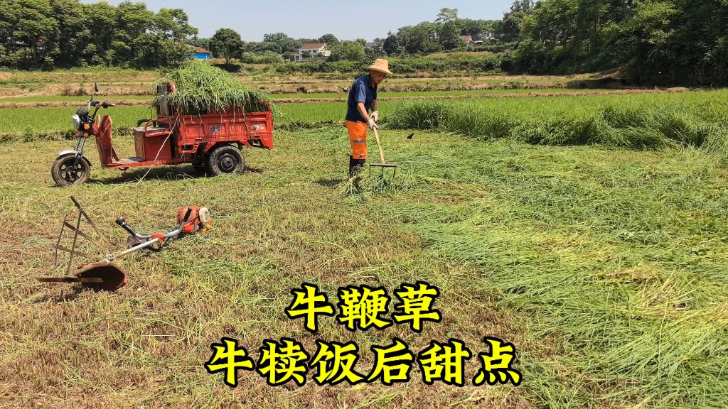 牛犊饭后甜点,牛鞭草进入疯长期,每天收割一三轮车喂牛哔哩哔哩bilibili