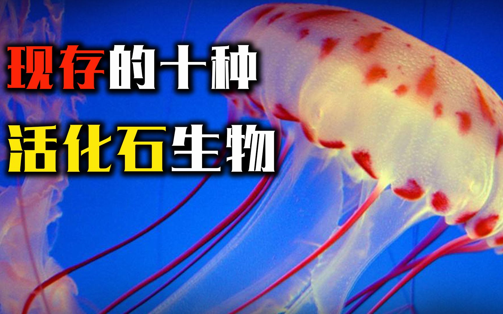 盘点世界上现存的十种活化石生物,每种都超乎想象,你认识几种?哔哩哔哩bilibili