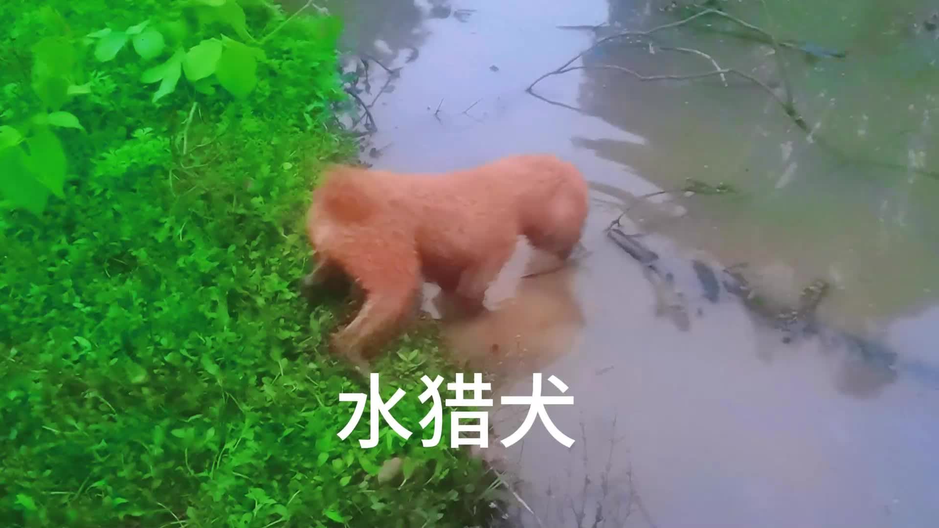 呵呵,胆小的水猎犬哔哩哔哩bilibili