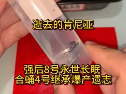 8号肯尼亚强后永世长眠，4号肯尼亚继承强后遗志