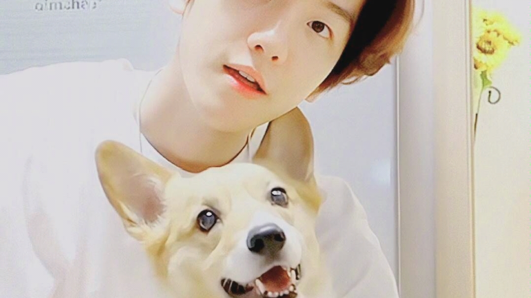 【边伯贤】可爱的伯贤与梦龙