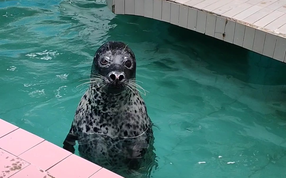 中山动物园——海豹潜泳