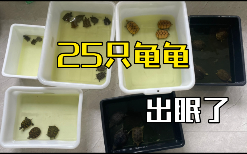 25只龟无损出眠 头盔剃刀麝香草龟火焰黄耳哔哩哔哩bilibili