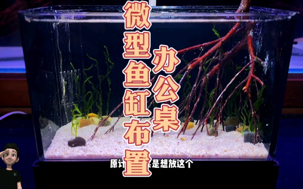 巴掌大的底滤缸造景哔哩哔哩bilibili