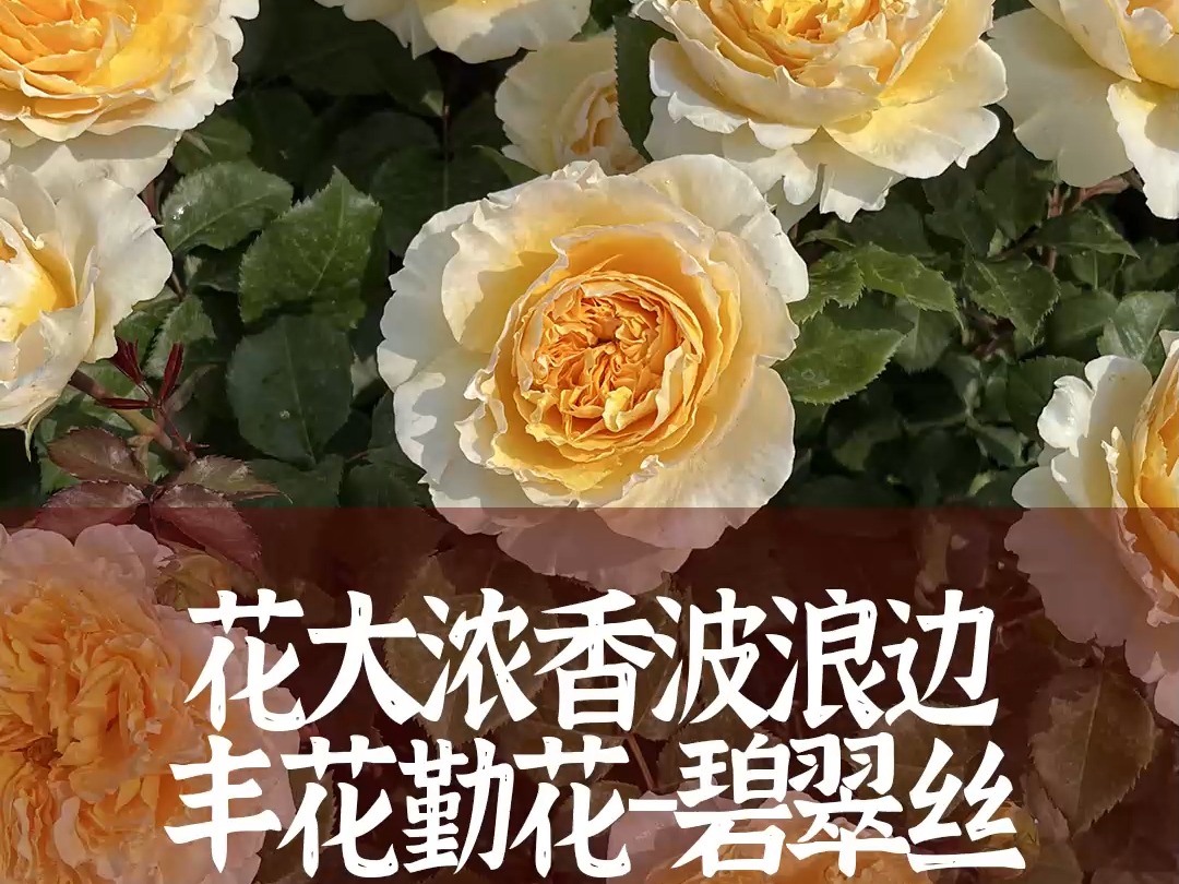 【惠惠的花园】花大香味好闻的波浪边月季“碧翠丝”花型饱满,丰花勤花,花期长哔哩哔哩bilibili