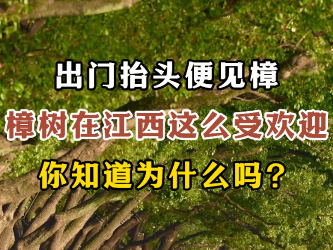 江西人必备知识点:你知道江西的省树是什么吗?#江西文旅一卡通#向世界推介江西#江西风景独好#香樟树#樟木#知识分享#江西省树哔哩哔哩bilibili