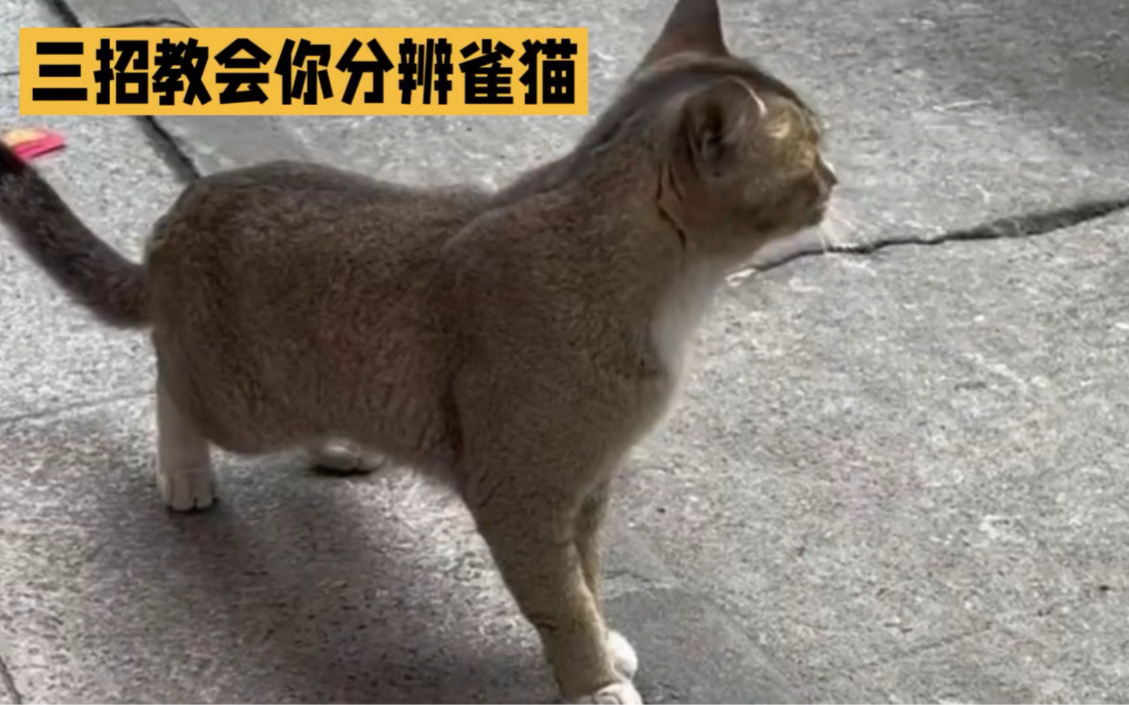 三招教会你分辨雀猫哔哩哔哩bilibili