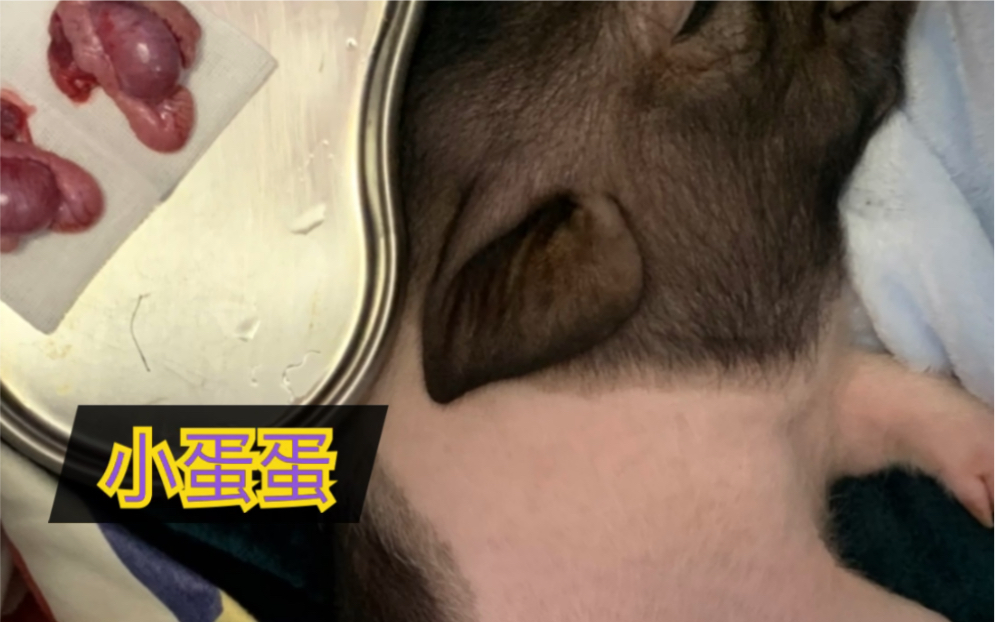 大家想看麦麦的绝育手术实况小蛋蛋营养挺丰富求关注哟