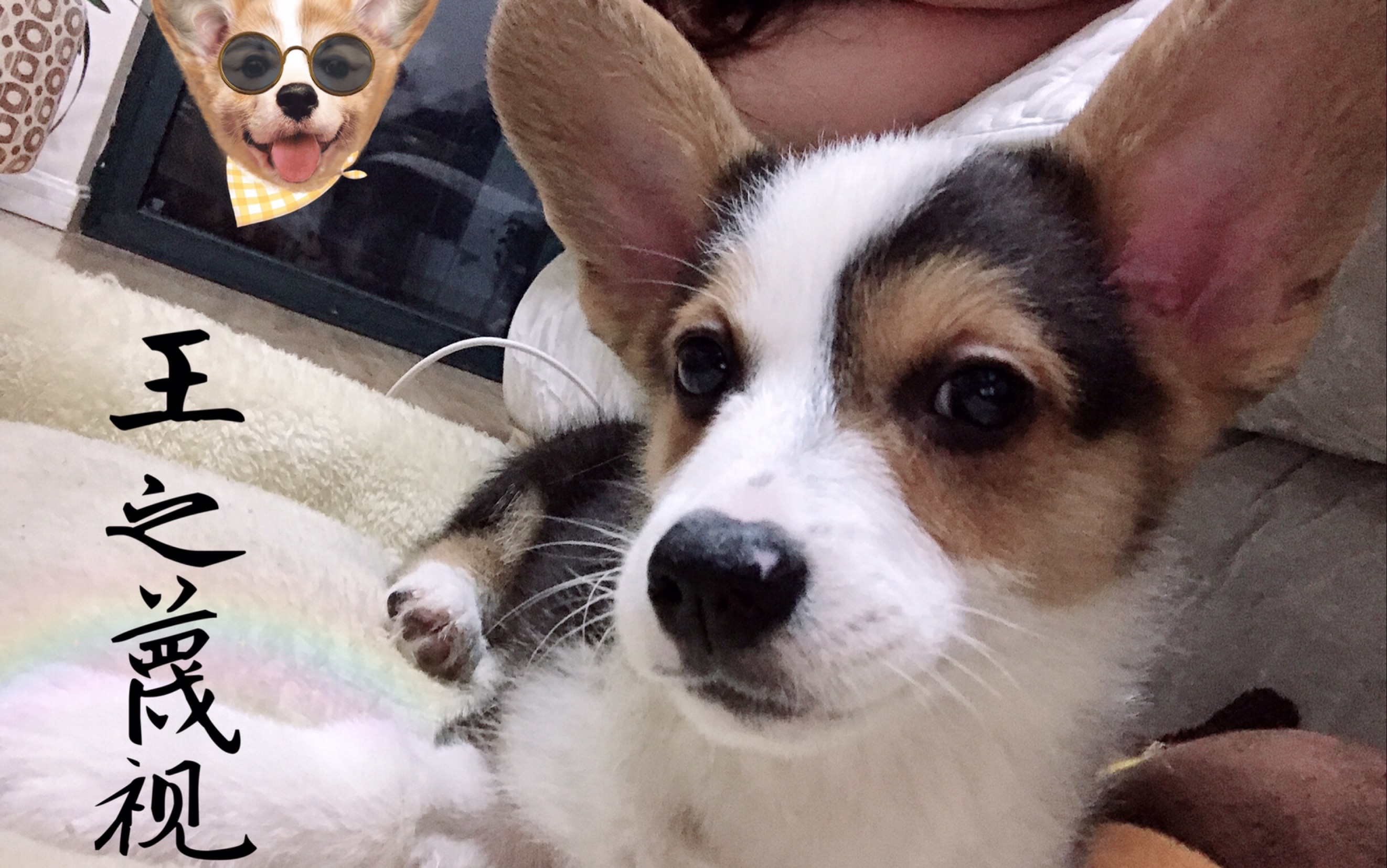 柯基 小奶狗变小狼狗只需一个月