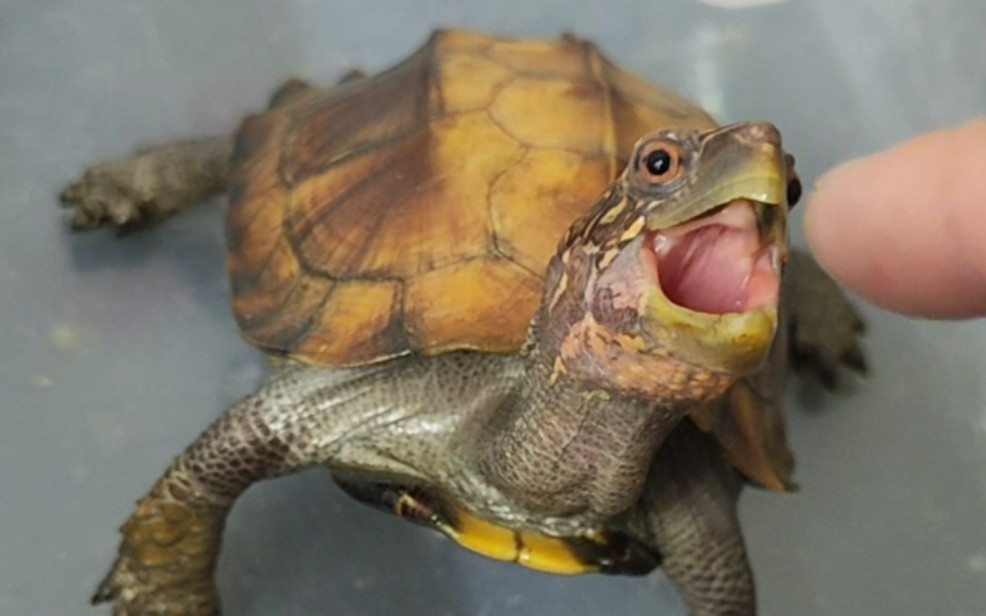 【謎】锯缘龟——我爱吃手指