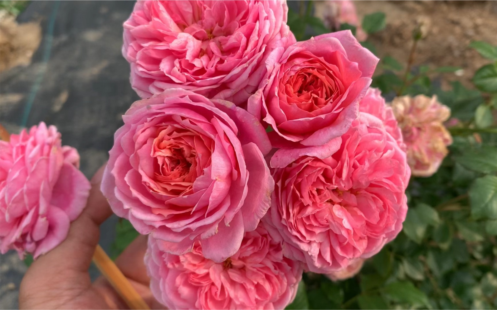 一款非常优秀的粉色包子月季,做成棒棒糖也是十分迷人可爱_哔哩哔哩