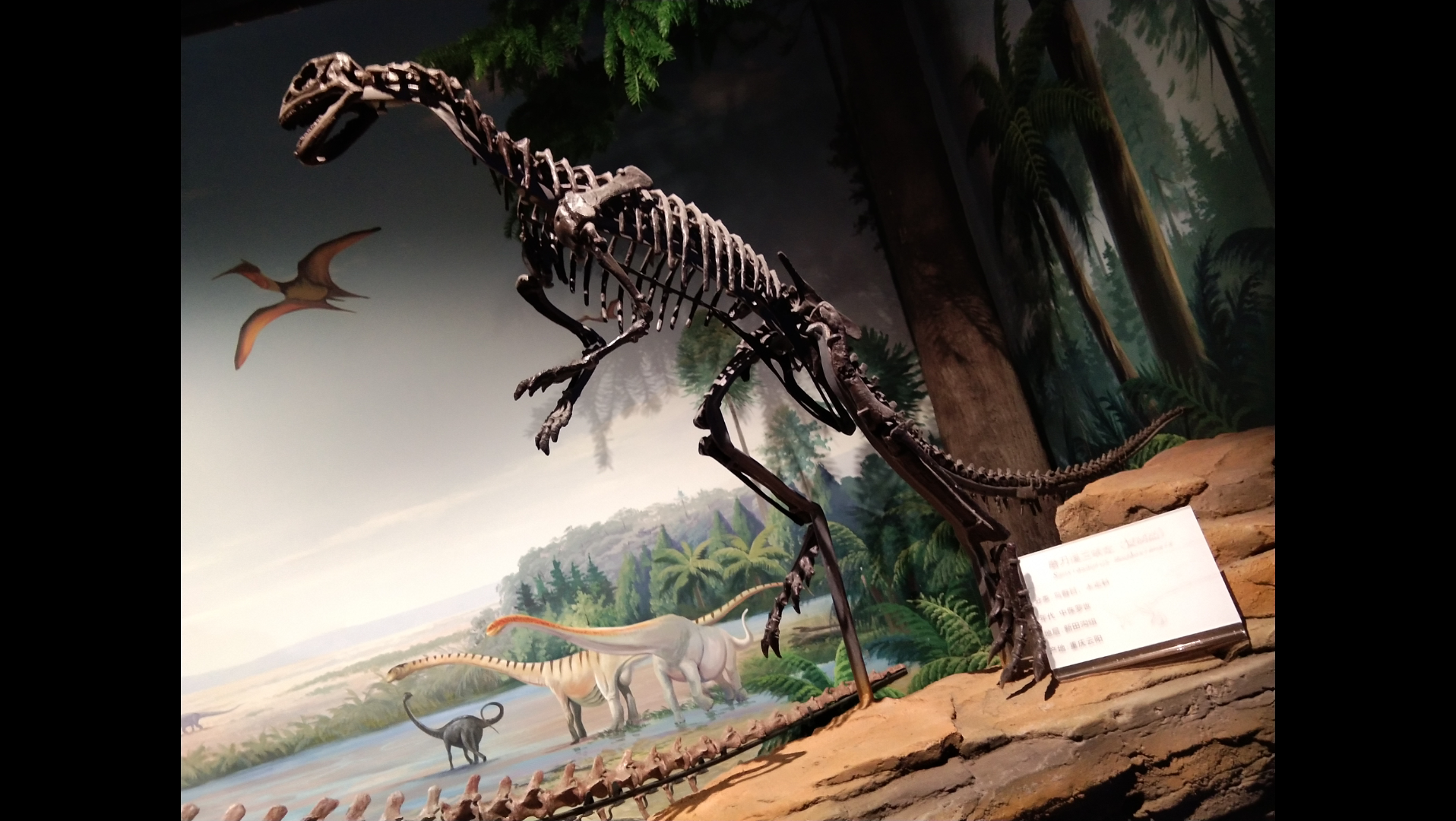 【贵州省地质博物馆】恐龙