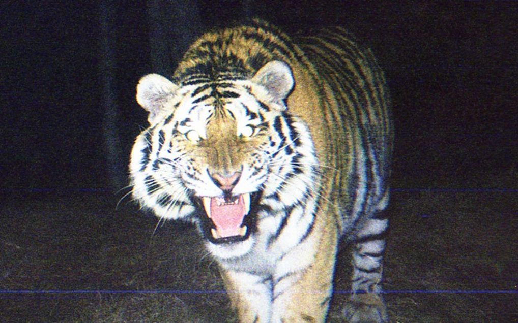 黑夜里监测到森林里一只巨大的雄性东北虎在做鬼脸