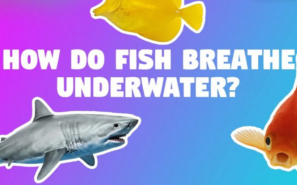 【1分钟知识点】鱼在水中如何呼吸?How do fish breath underwater? (英文字幕)哔哩哔哩bilibili