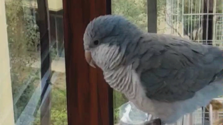 和尚鹦鹉终于拍到它说话了等它一句话太难