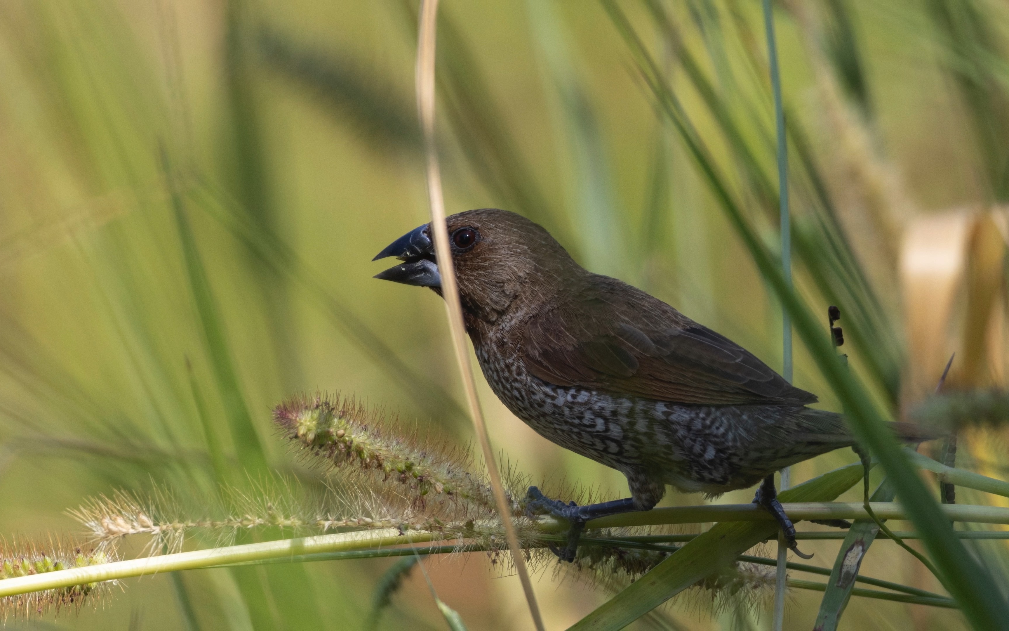 【观鸟birding】两只斑文鸟在一起吃谷子