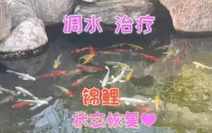 Download Video: 通过半个月调水治疗，鱼池水质终于达标了，锦鲤状态恢复