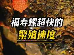 Download Video: 福寿螺超强的繁殖能力