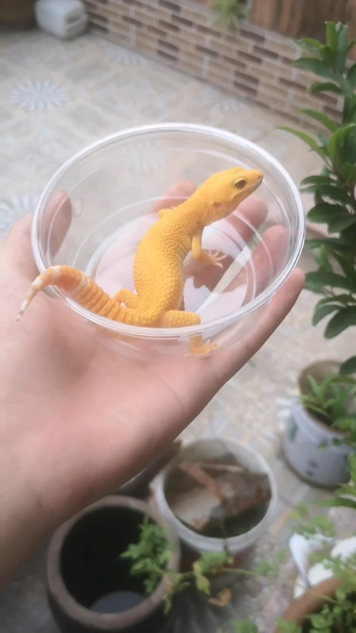 画质及其模糊的阳光豹纹守宫#豹纹守宫