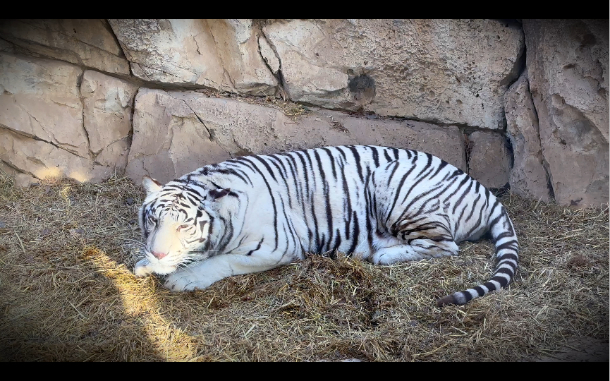 卧着的老虎图片