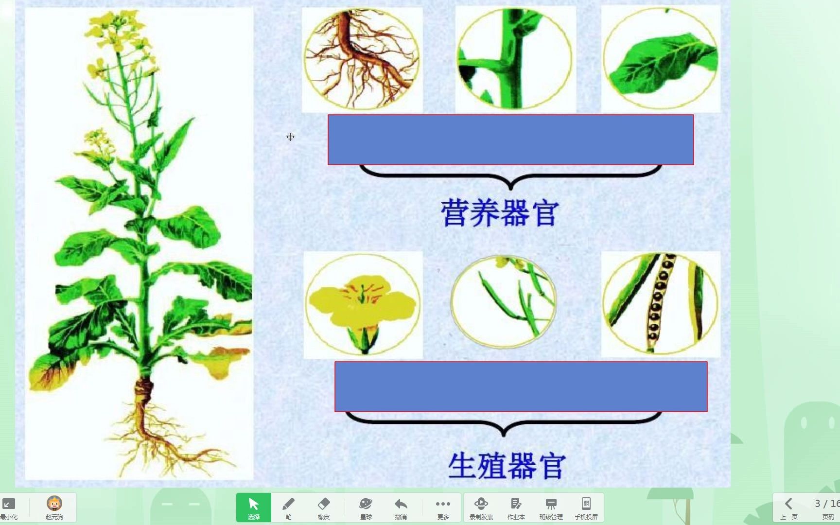 [图]5.植物的器官