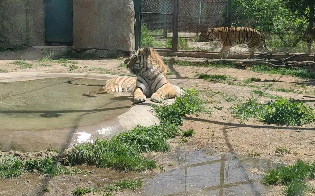 老虎把尿尿自己水池里还喝上几口