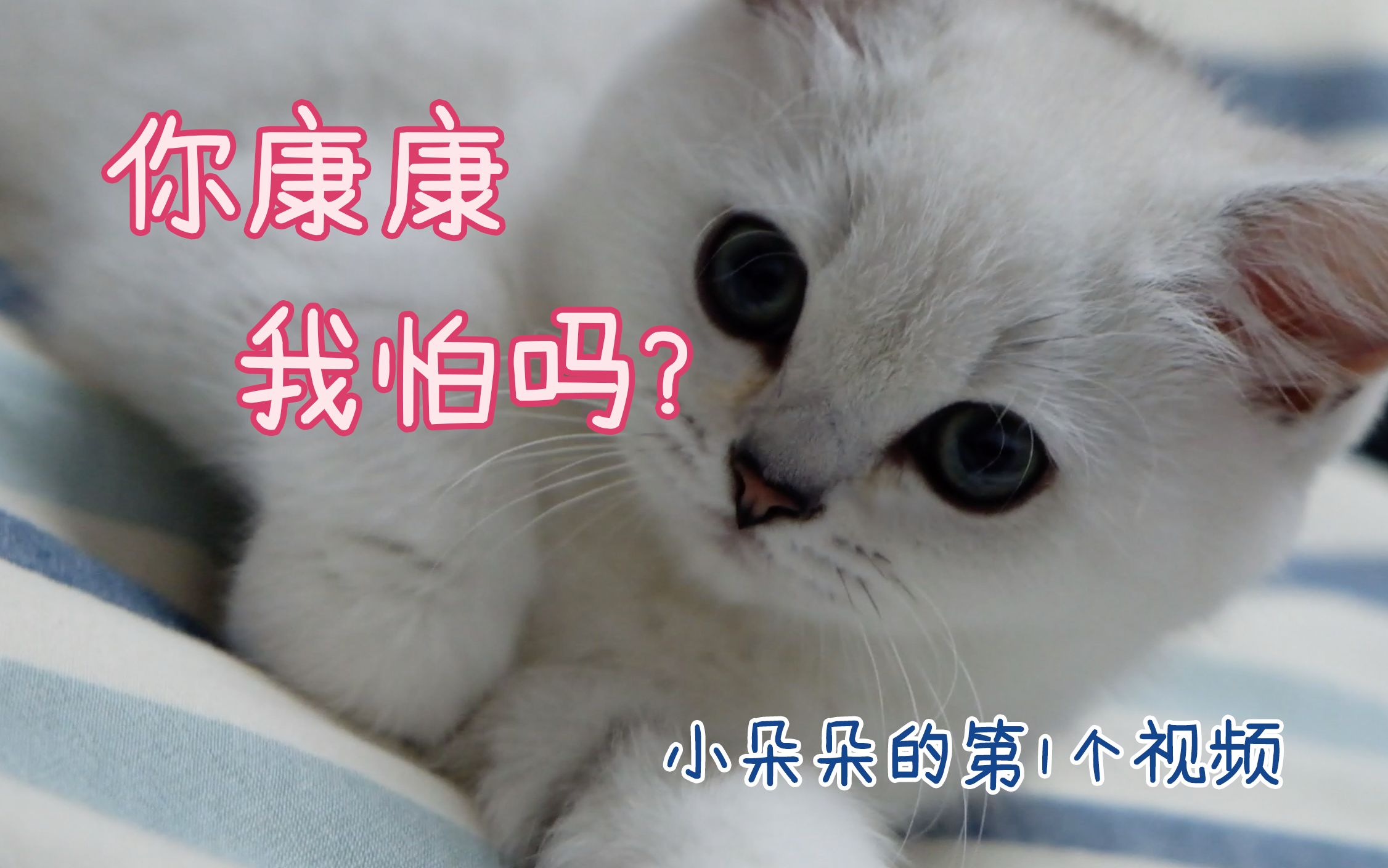 小猫咪第一次面对镜头是什么反应最后竟然摆起pose朵朵