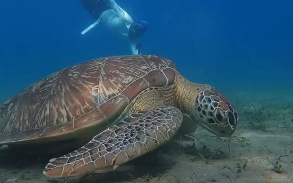 潜水 海底的一直巨型海龟