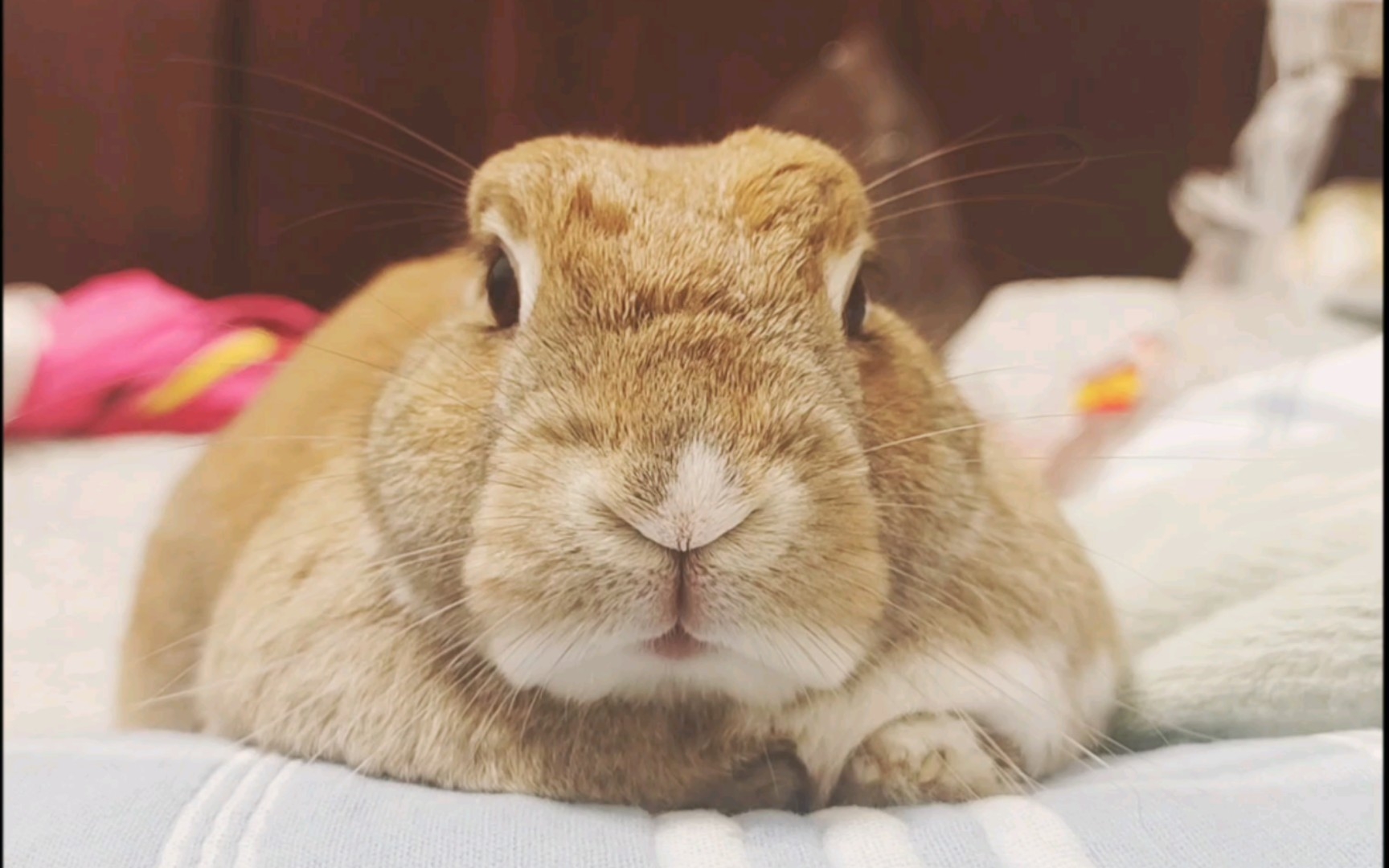 没有耳朵的小兔子