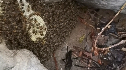 [图]深山老林寻蜜路