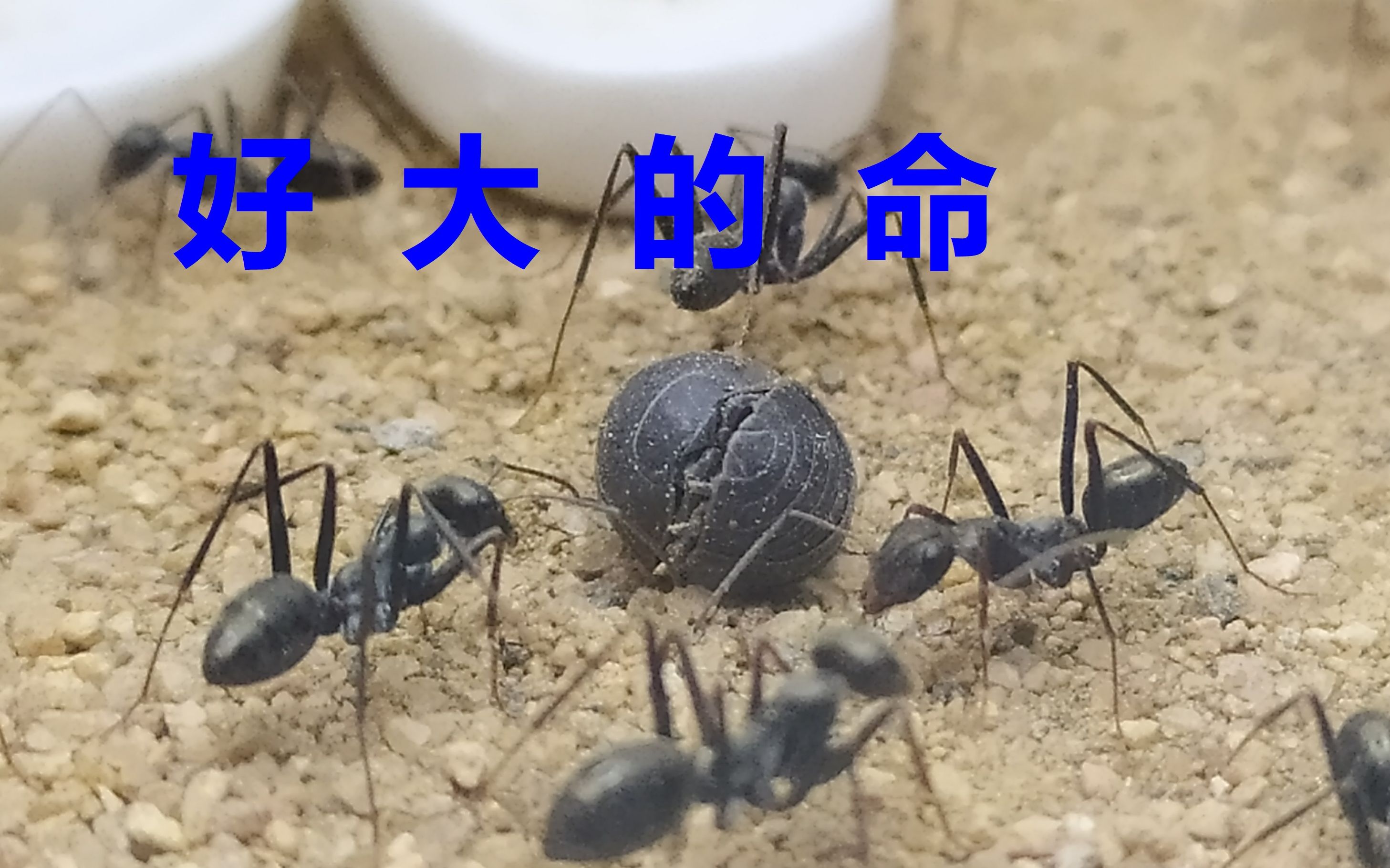 这只西瓜虫在蚂蚁家里呆了一天了,居然毫发无损