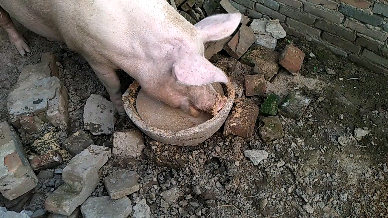 猪吃食图片可爱图片