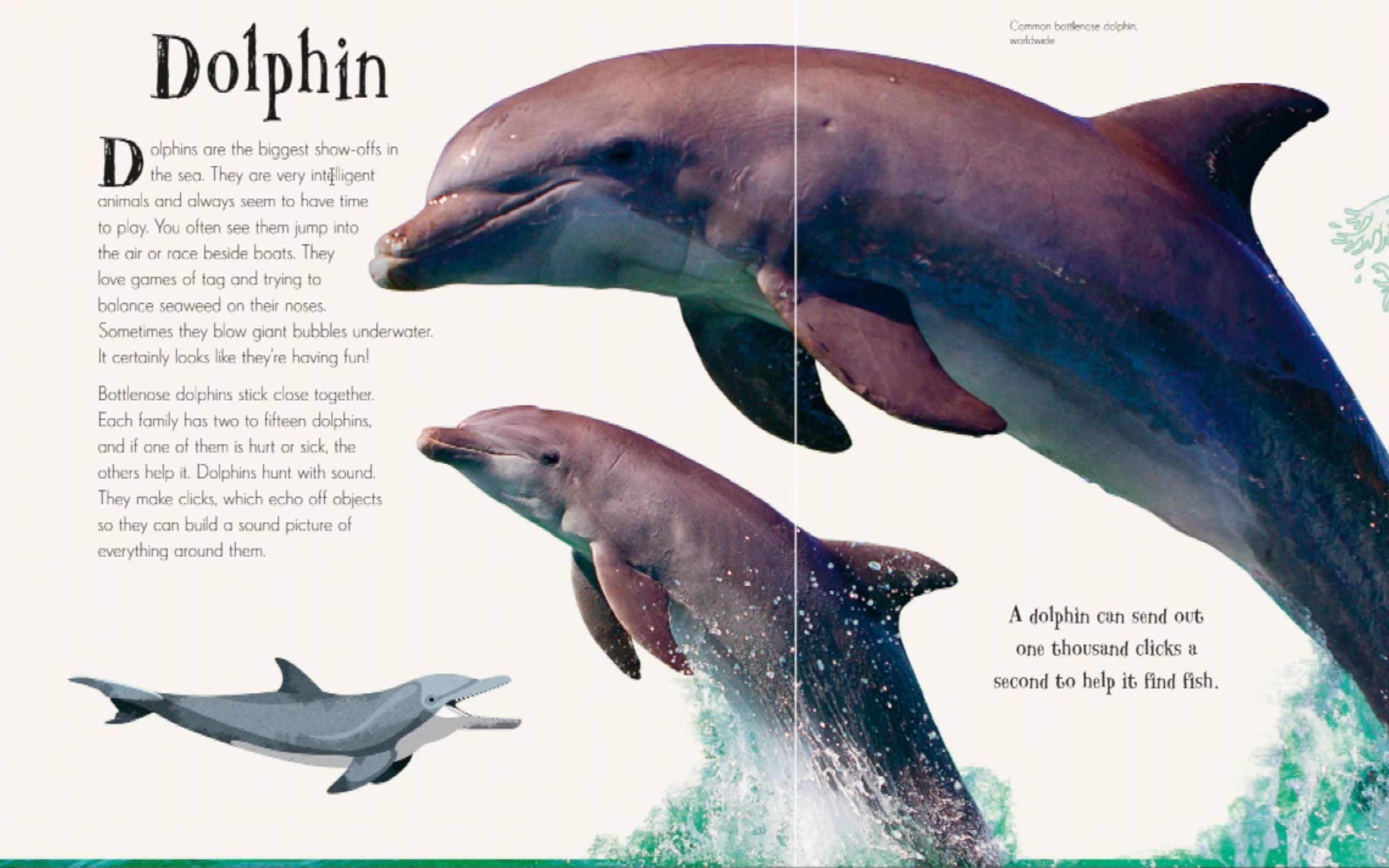 dk那些令人好奇的动物们11dolphin海豚中英文讲解