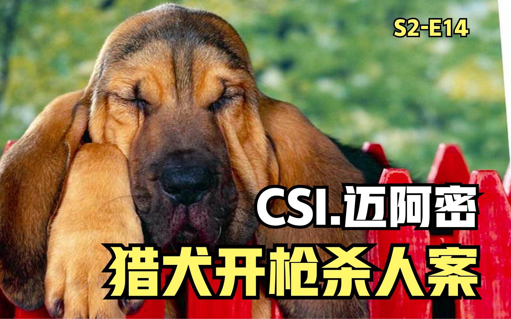 [图]猎犬开枪打死猎人，失踪三年女孩被变态杀害《CSI迈阿密》