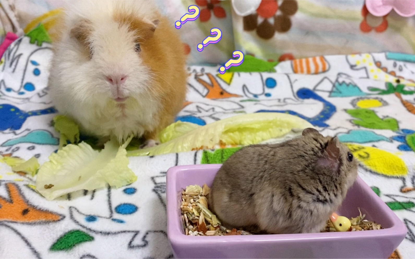 【仓鼠| 荷兰猪】飘飘震惊!哪来的小马达呀