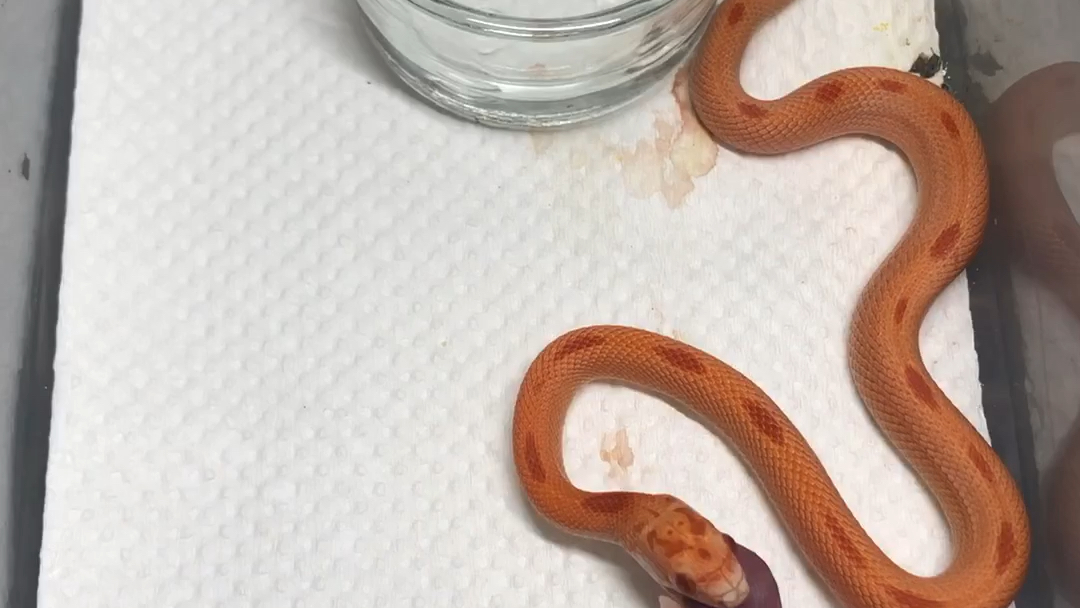 [地狱火直线]玉米蛇的喂食,今年使用原色het多基因繁殖的小可爱_哔哩