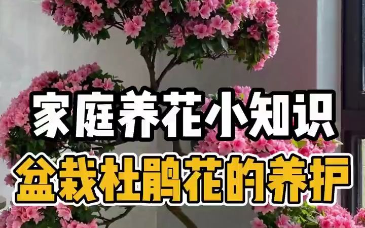 家庭杜鹃花的养护,只需要注意这几点!哔哩哔哩bilibili