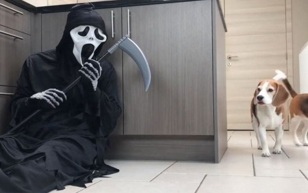 死神躲在厨房想要将狗狗带走接下来请憋住别笑