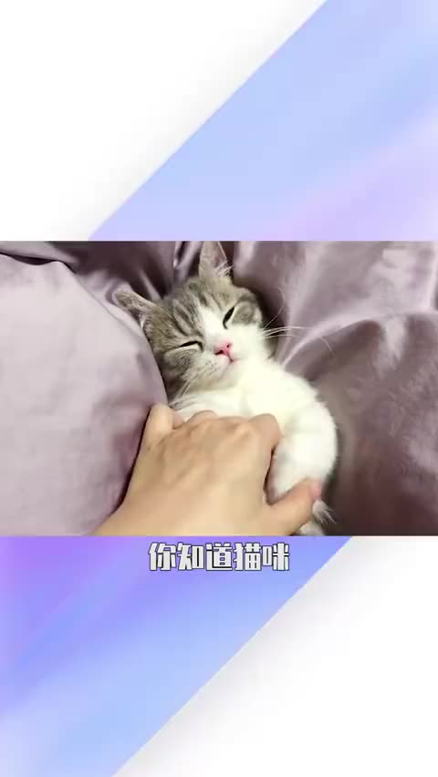 猫咪突然咬人!可能是这几种原因!哔哩哔哩bilibili