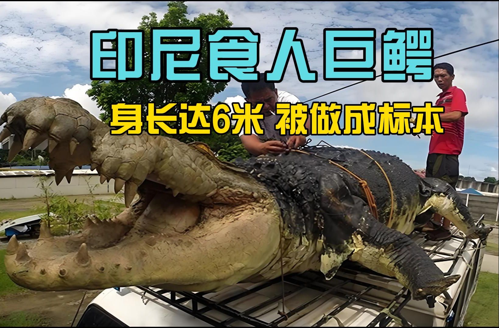 印尼食人巨鳄:身长6米,被做成标本!