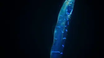 鈴木香里武 皇带鱼 棘茄鱼 快蛸的幼体都长什么样 18港口采集top10 种名对照简介 哔哩哔哩 Bilibili