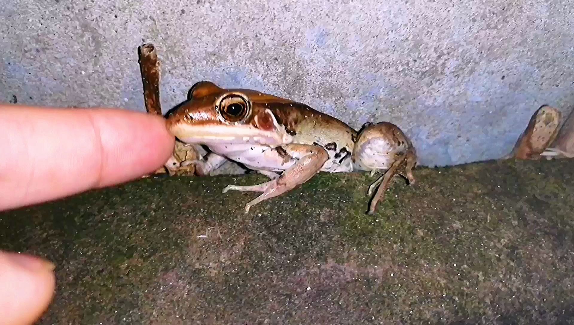 夏天来我家的一般都是癞蛤蟆,今天来了只青蛙