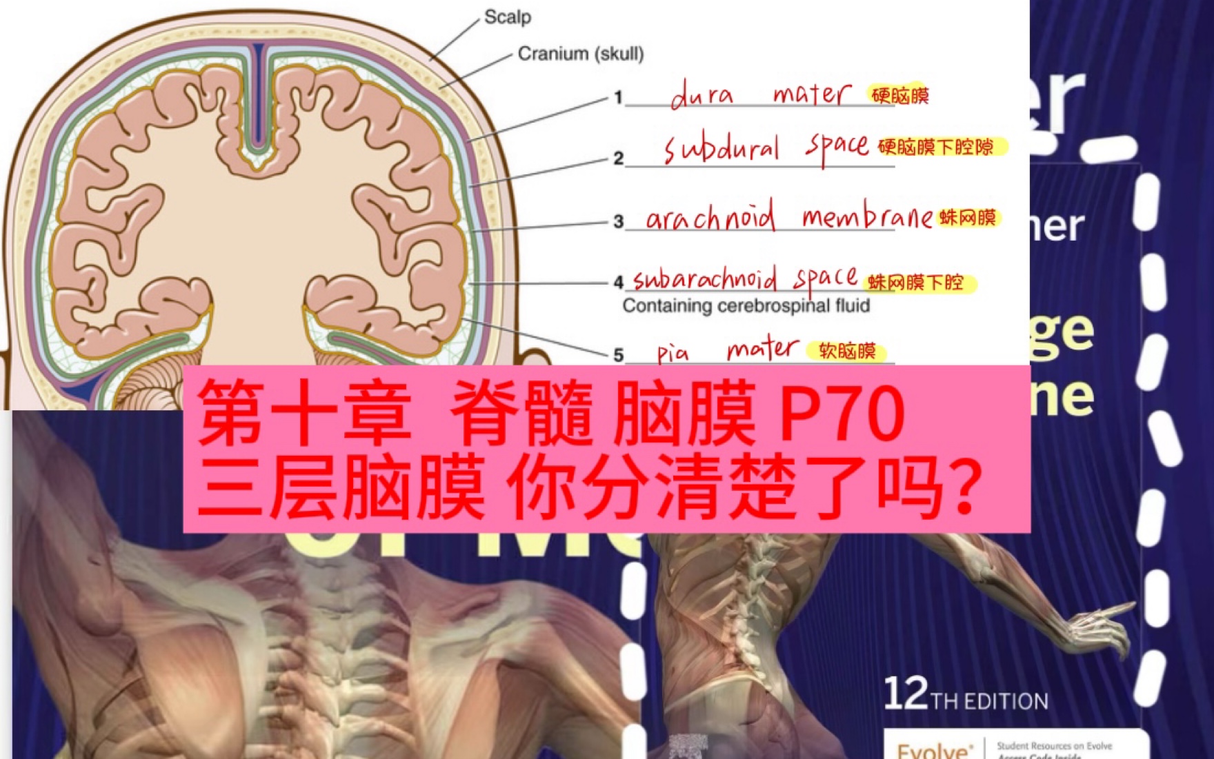 我要开始发力录视频了!chapter10:spinal cord, meningies P70哔哩哔哩bilibili